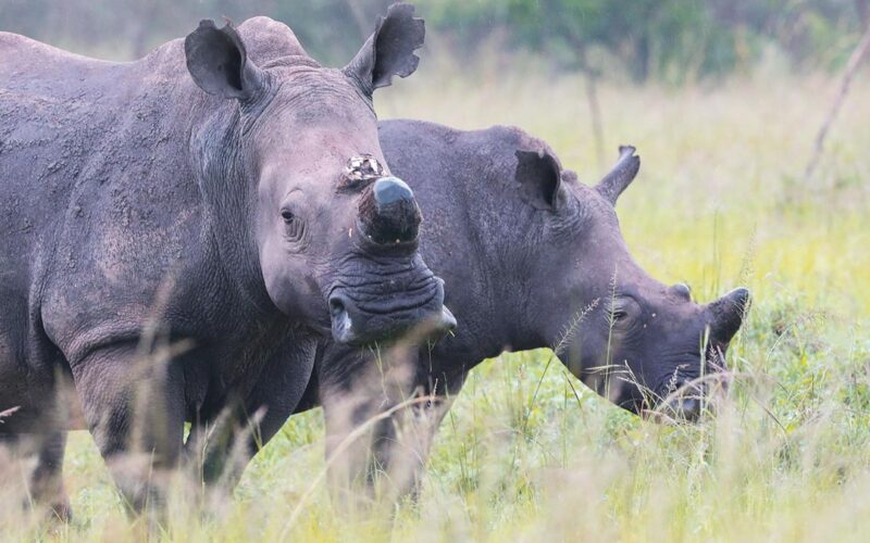 Africa Safari Packages