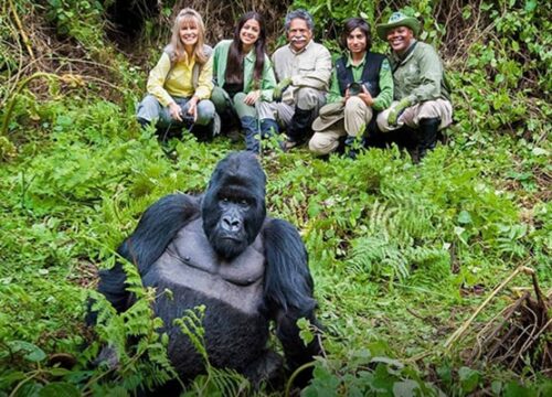 4 days Gorilla Trekking Rwanda