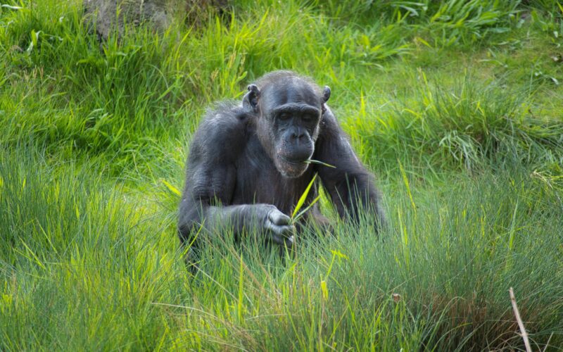 11-Day Uganda Primate Habituation Safari Experience
