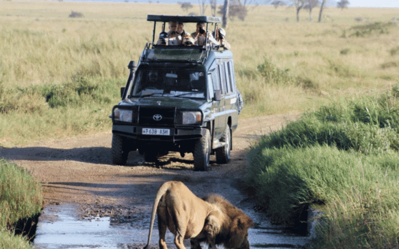 7-day Wildlife Rwanda Gorilla trekking safari