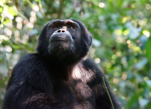 3 DAYS KIBALE FOREST CHIMPANZEE SAFARI