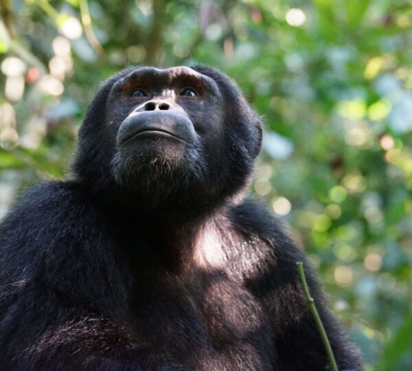 3 Days Chimpanzee Trekking Safari