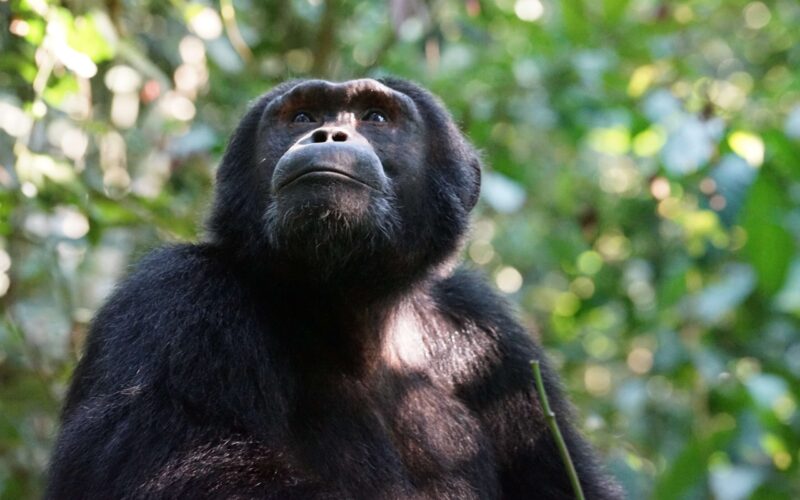 Uganda Chimpanzee Tracking in Kibale Forest National Park