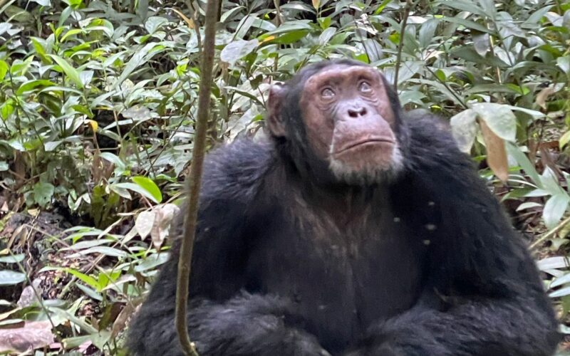 3-Day Nyungwe Forest Rwanda Chimpanzee Tour