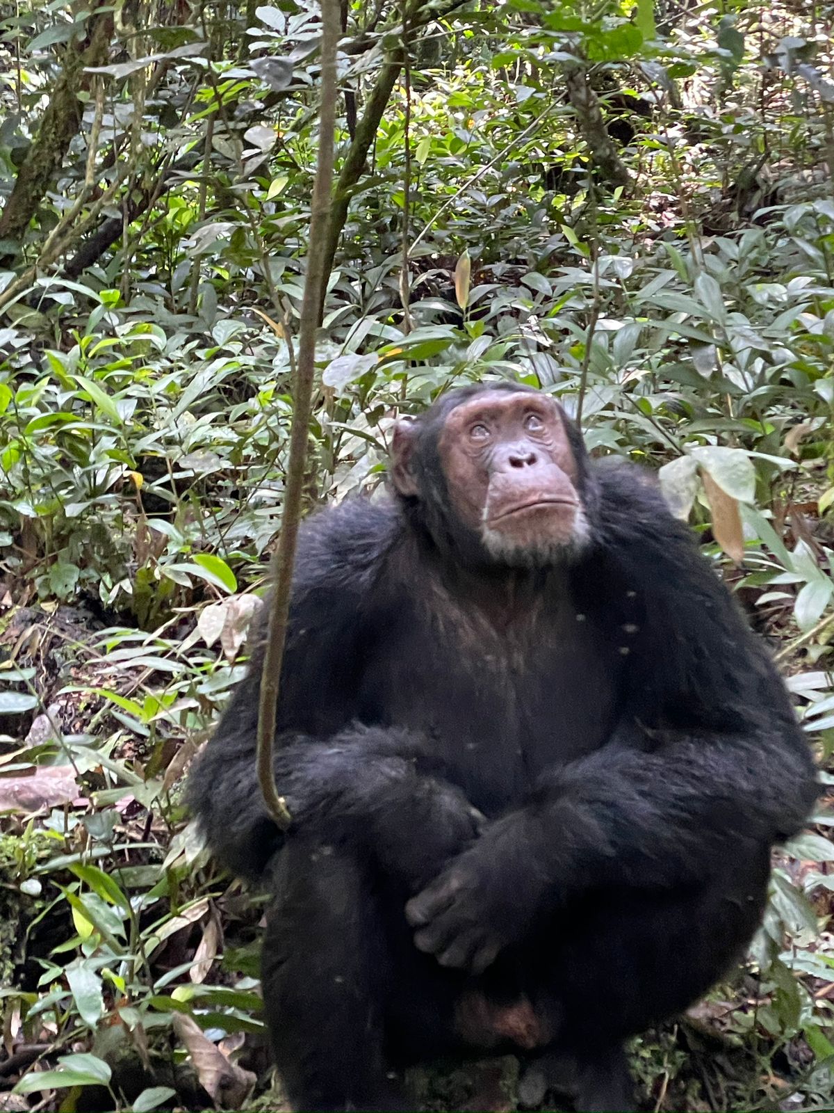 What is the Age Limit for Chimpanzee Trekking?