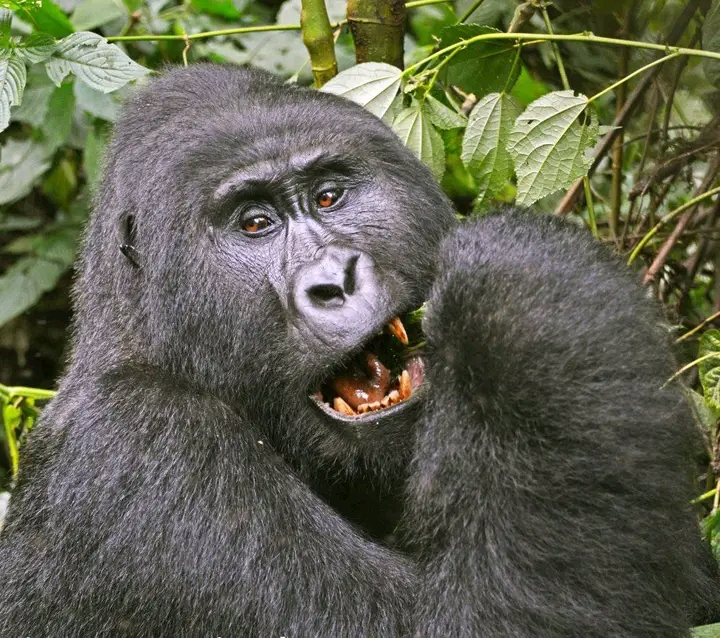 4-Day Gorilla Habituation Experience Tour