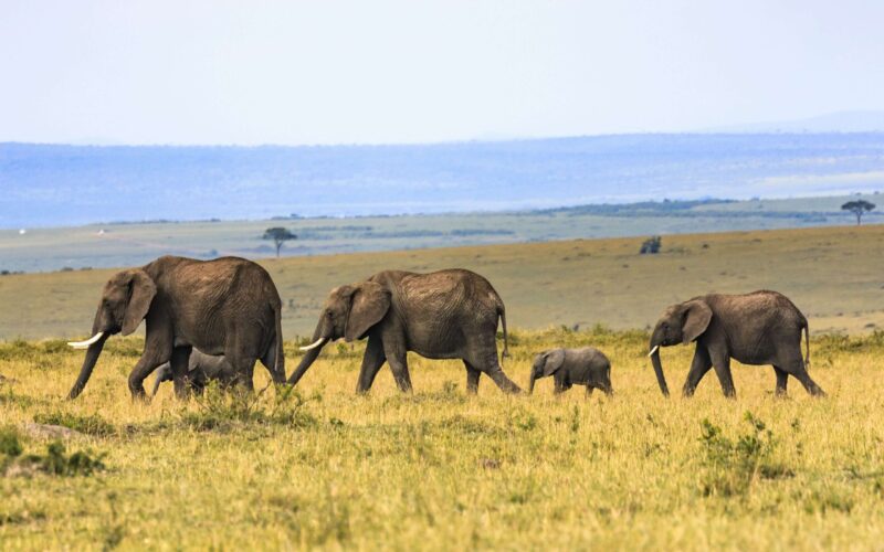 Africa Safari Packages