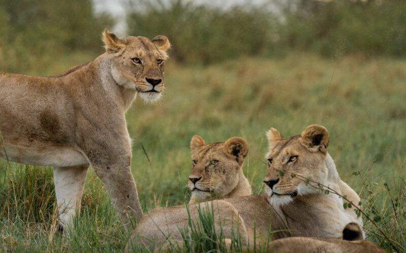 Africa Safari Packages