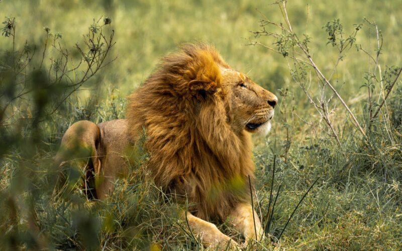 Africa Safari Packages