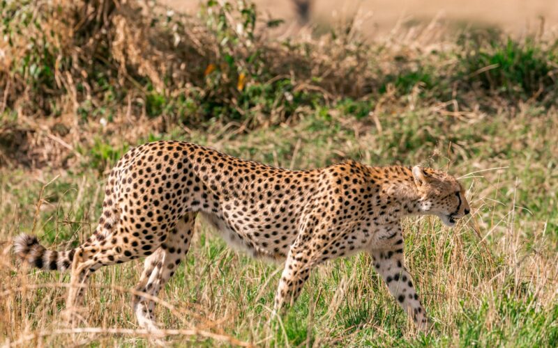 Africa Safari Packages
