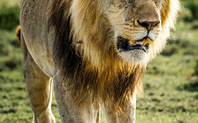Africa Safari Packages