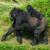 Gorilla Families in Bwindi