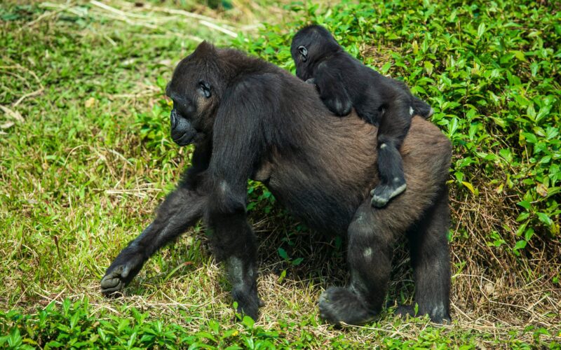Gorilla Families in Bwindi