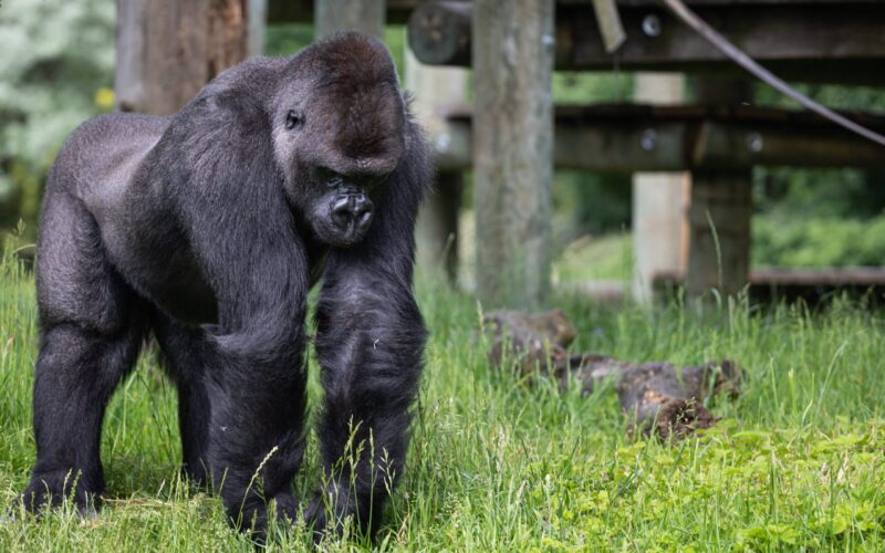 Africa Safari Packages
