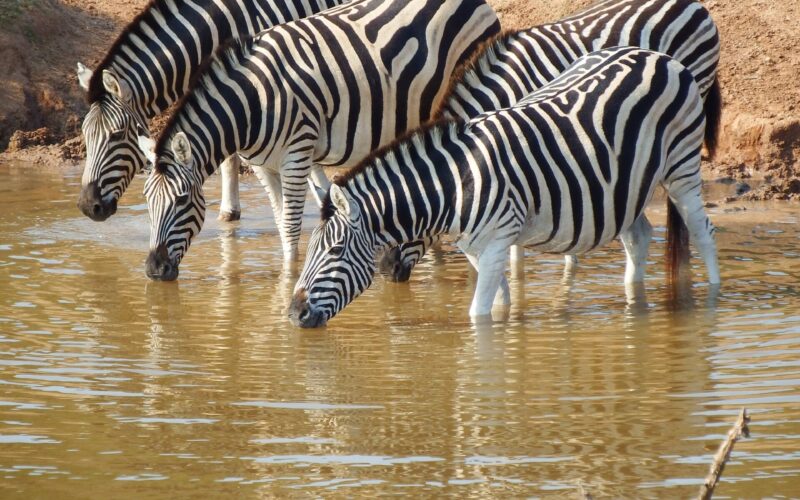 Africa Safari Packages