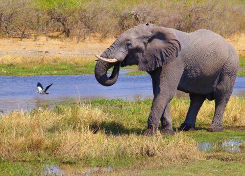 Elephant in kidepo