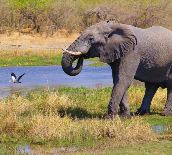 Elephant in kidepo