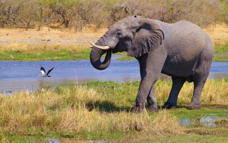 Elephant in kidepo