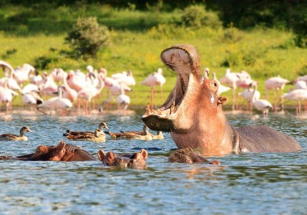 Lake-Naivasha-