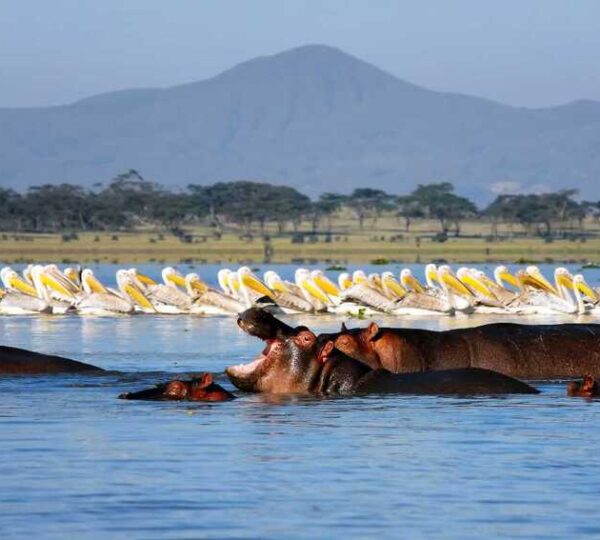 LAKE-NAIVASHA