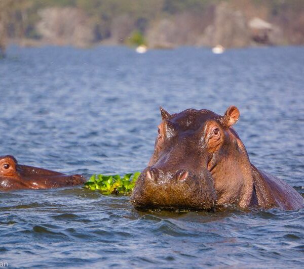 Lake-Naivasha