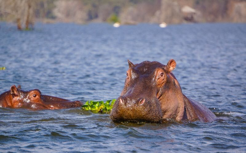 Lake-Naivasha