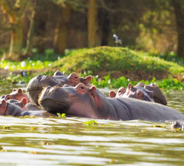 Hippopotamus