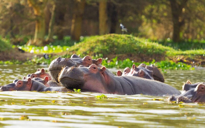 Hippopotamus