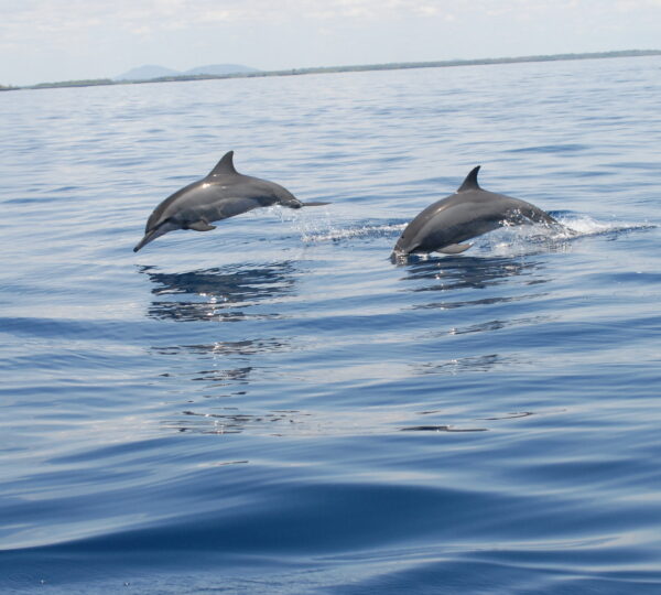 Pair of Spinner Dolphins