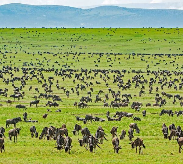 Serengeti-National-Park