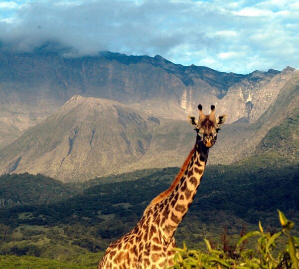 4 Days Tanzania Wildlife Safari at Arusha National Park