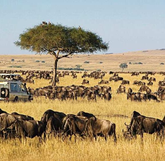 3-Days Masai Mara Joining Safari