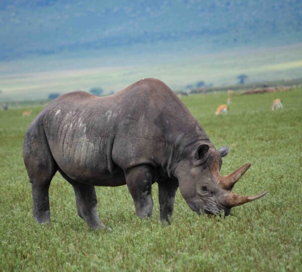 ngorongoro-crater-the-wildlife