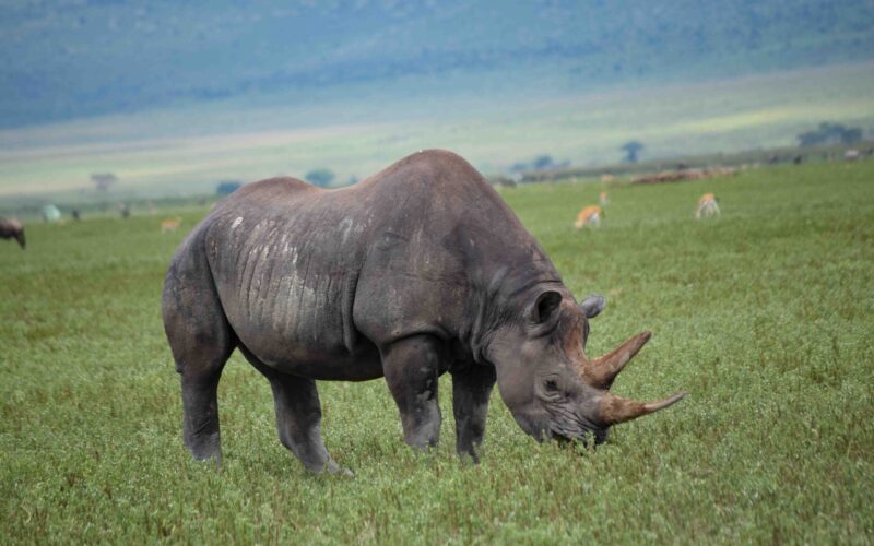ngorongoro-crater-the-wildlife