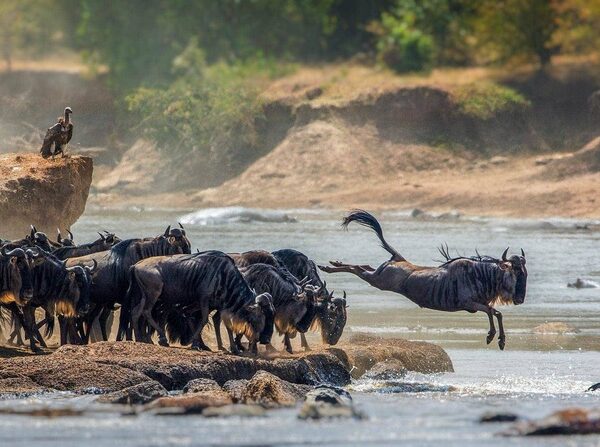 Tanzania Wildebeest Migration Safari