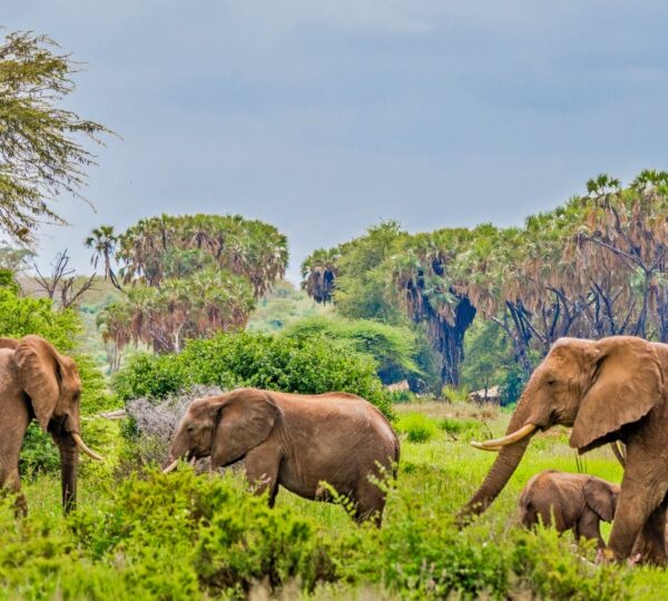 samburu-national-reserve-kenya