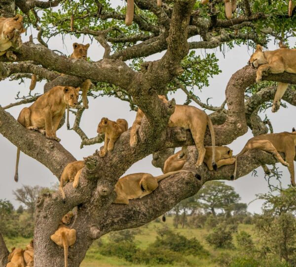 3 Days Queen Elizabeth Safari tree Climbing Lions