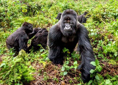 Best Rwanda Gorilla Safaris