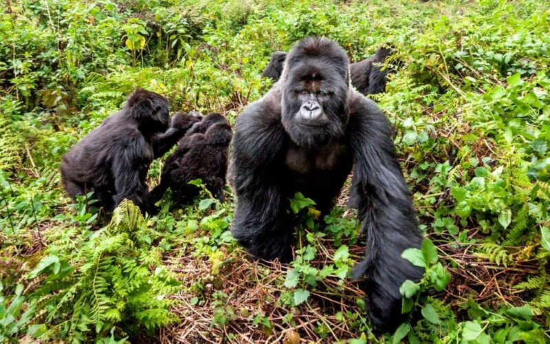 4 Days Rwanda Golden Monkeys & Gorilla Trekking Safari