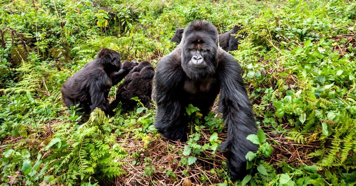 Best Rwanda Gorilla Safaris