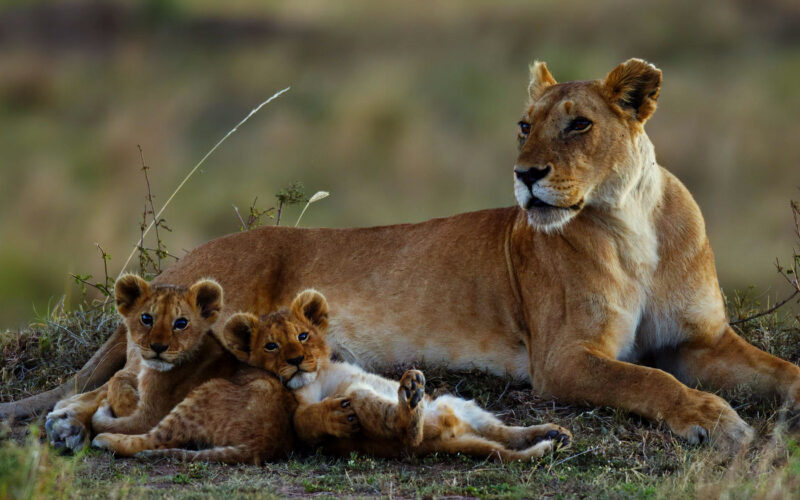 6 Days Uganda Wildlife Safari Holiday