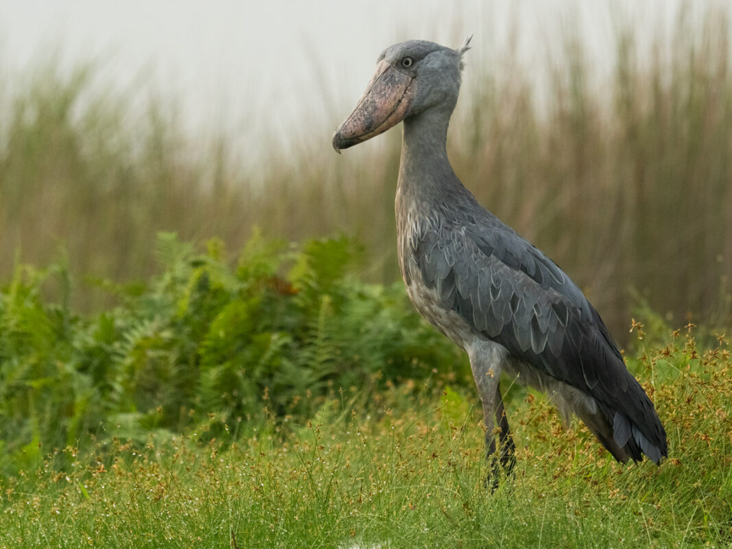 Birding at Lutembe Bay