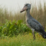 Birding at Lutembe Bay