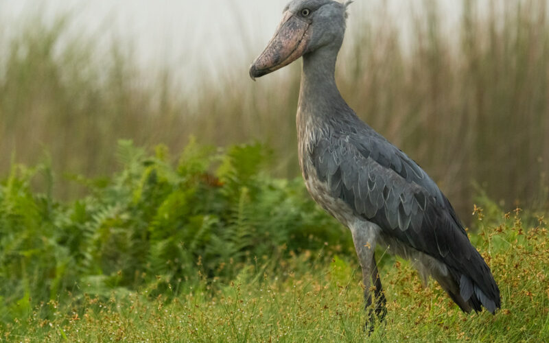 Birding Safari Experiences