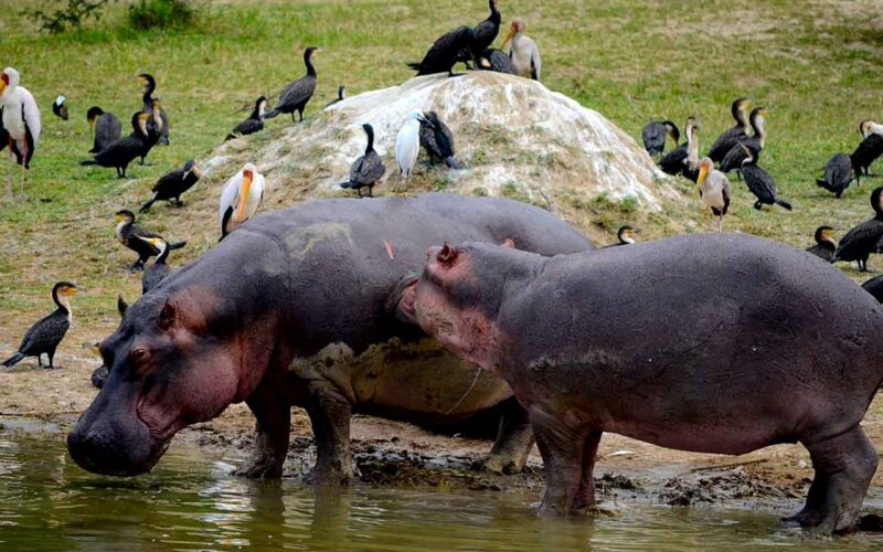 9-Day Uganda Big Five Safari Tour