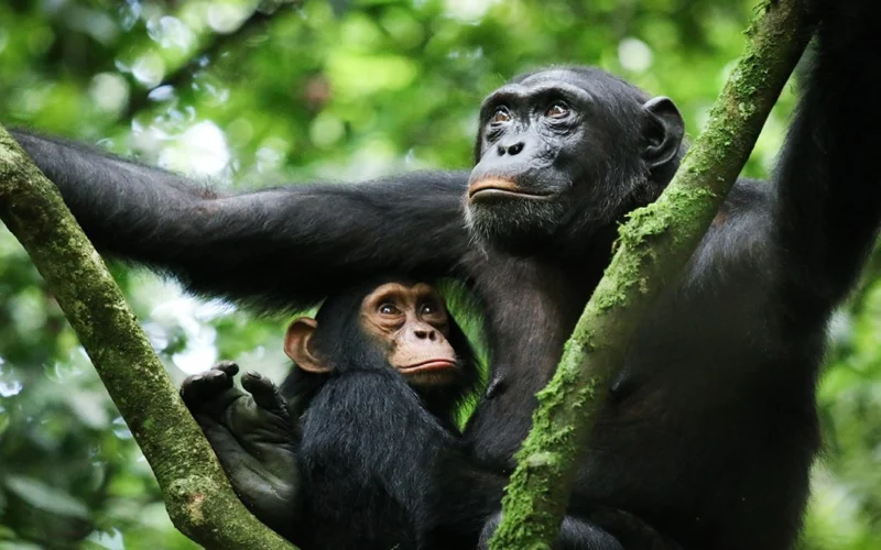 Chimpanzee Tracking Safari Experiences
