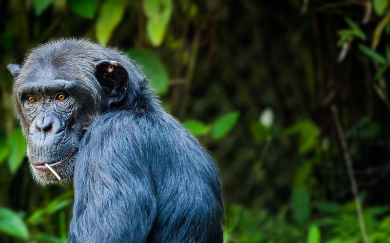 8 Days Rwanda Uganda Primates Safari