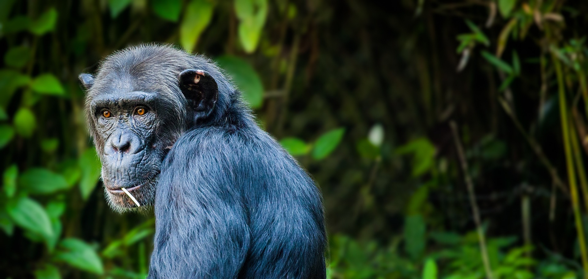 8 Days Rwanda Uganda Primates Safari