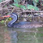 Birding at Lake Opeta and Bisina
