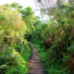 Birding in Bigodi Wetland Sanctuary